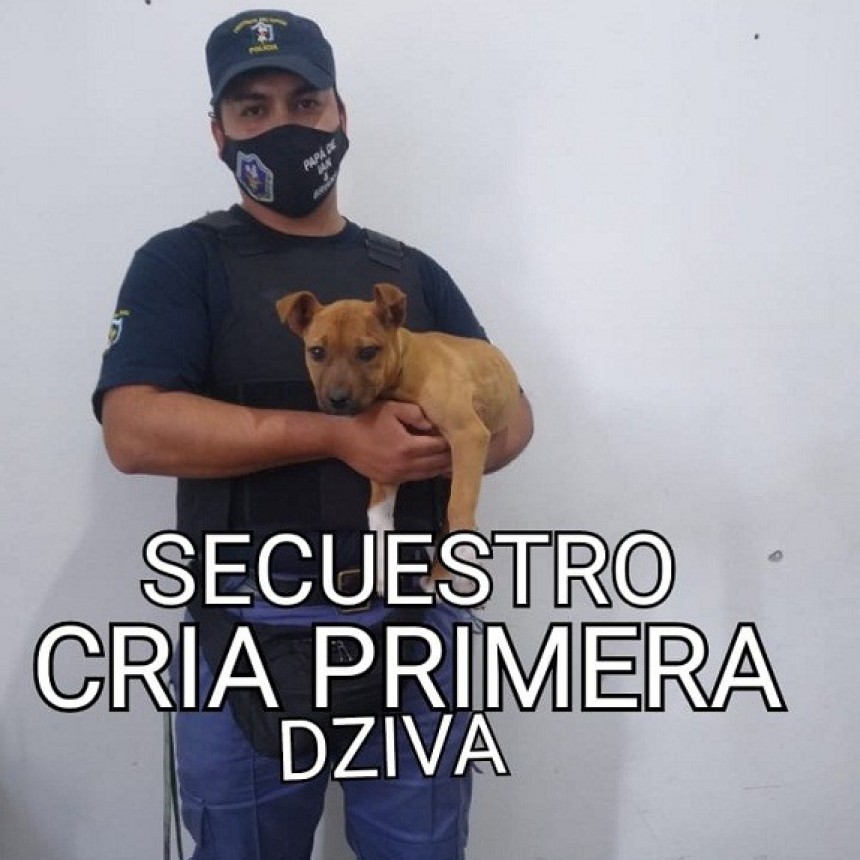 Villa &Aacute;ngela: La Polic&iacute;a logr&oacute; recuperar una Pitbull de 4 meses que fue sustra&iacute;da junto a otros elementos del patio de una Vivienda