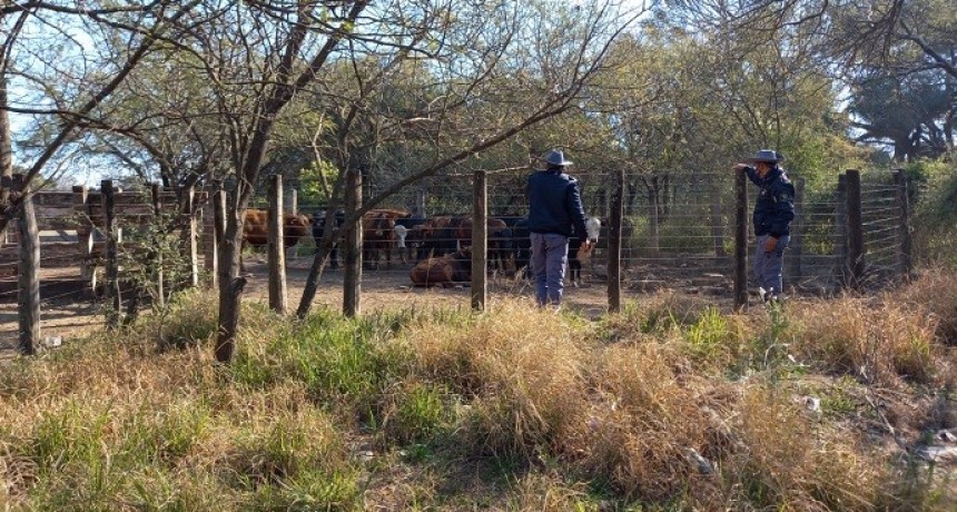 Coronel Du Graty: Se Secuestr&oacute; 33 animales Vacunos destinados a Faena al Frigor&iacute;fico MA-KOR por no Contar con los Certificados Gu&iacute;as Correspondientes