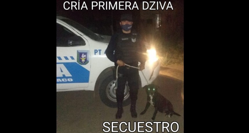Villa &Aacute;ngela: EL PERSONAL DE COMISAR&Iacute;A PRIMERA RECUPERA UN PERRO ROBADO