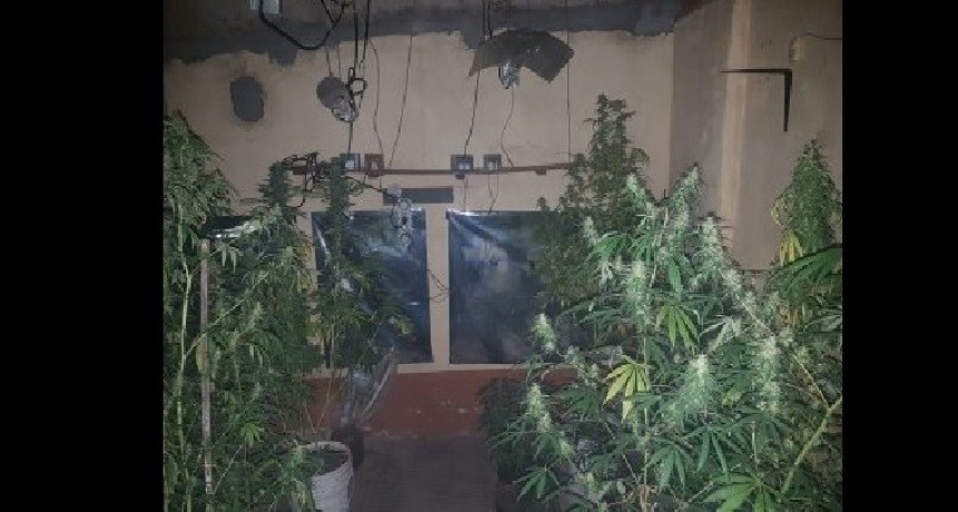 Resistencia: FUERON POR UN INCENDIO Y ENCONTRARON PLANTINES DE MARIHUANA