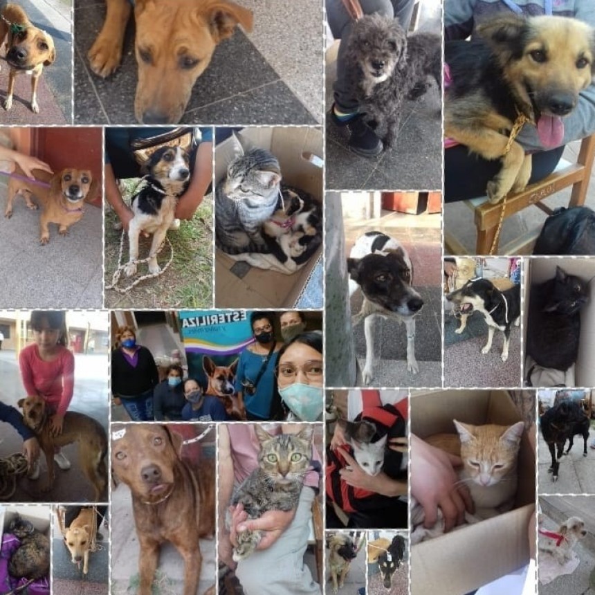 Villa &Aacute;ngela: &ldquo;Los Perros de Grace&rdquo; realiz&oacute; un total de  73 Esterilizaciones de Peque&ntilde;os Animales en la E.E.P. N&ordm;1021