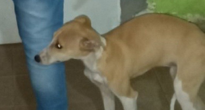 Villa &Aacute;ngela: Demoran a un Joven que Sustrajo un Perro de una Casa 