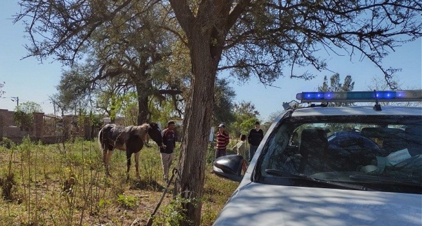 Villa &Aacute;ngela: Rescataron un Caballo que cay&oacute; a un Pozo de Dos metros de profundidad