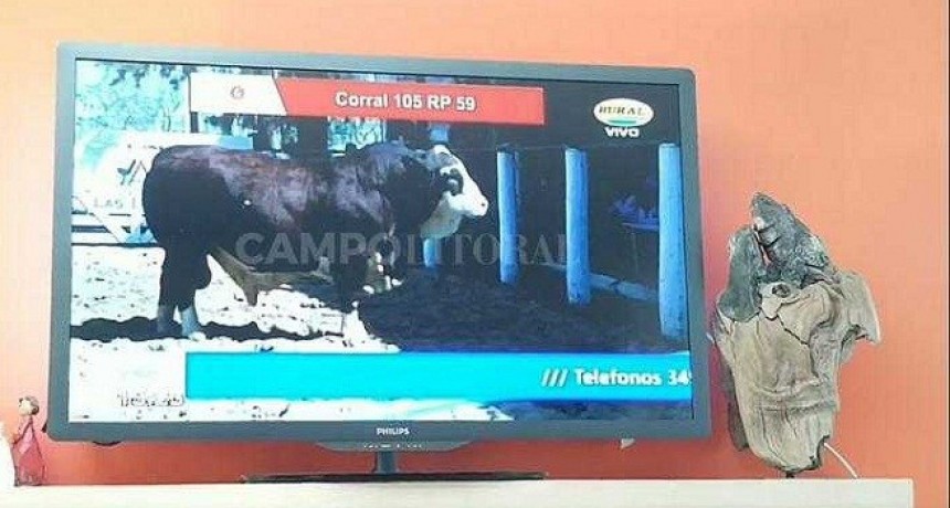Villa &Aacute;ngela: Toro de Caba&ntilde;a Chaque&ntilde;a fue Subastado en casi 9 millones de pesos