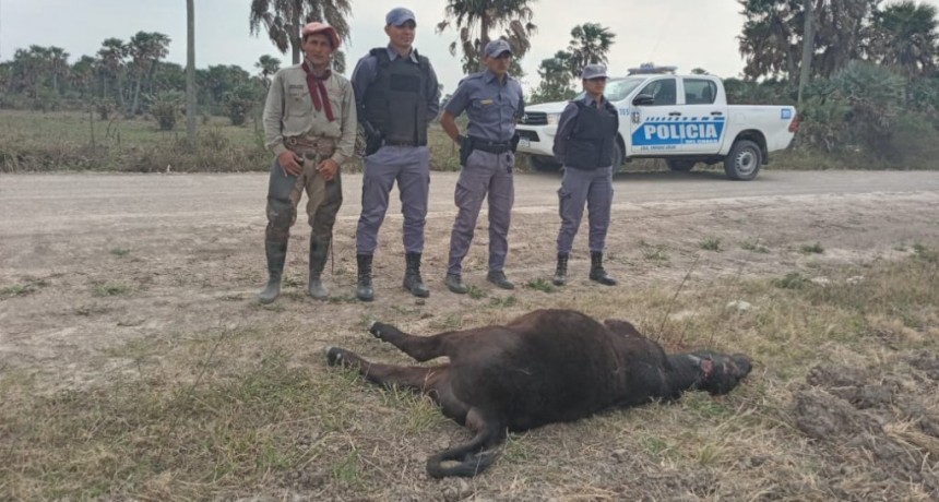 Enrique Urien: DEJARON AL BORDE DE UN CAMINO RURAL A UN VACUNO QUE HABR&Iacute;A SIDO ROBADO DE UNA ESTANCIA