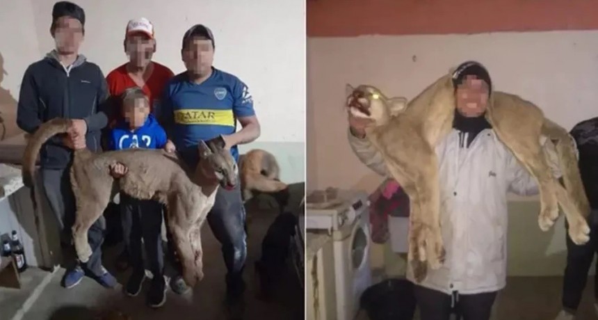 Mat&oacute; a un puma, lo comparti&oacute; y ahora est&aacute; imputado en la Justicia