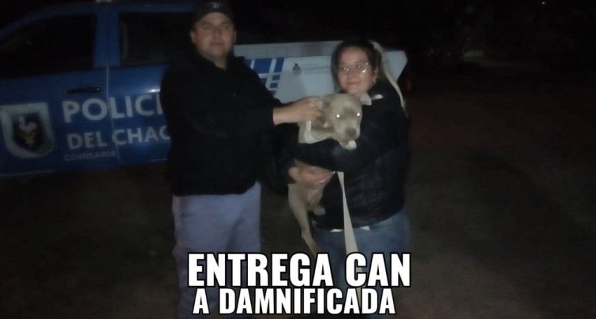 Santa Sylvina: RECUPERAN UN CACHORRO DE 6 MESES QUE HAB&Iacute;A SIDO ROBADO