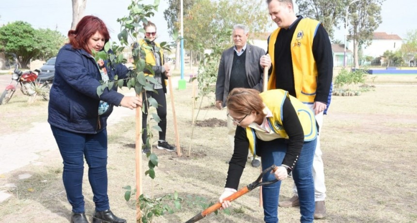Villa &Aacute;ngela: EL MUNICIPIO PLANT&Oacute; &Aacute;RBOLES EN LA PLAZA 20 DE JUNIO