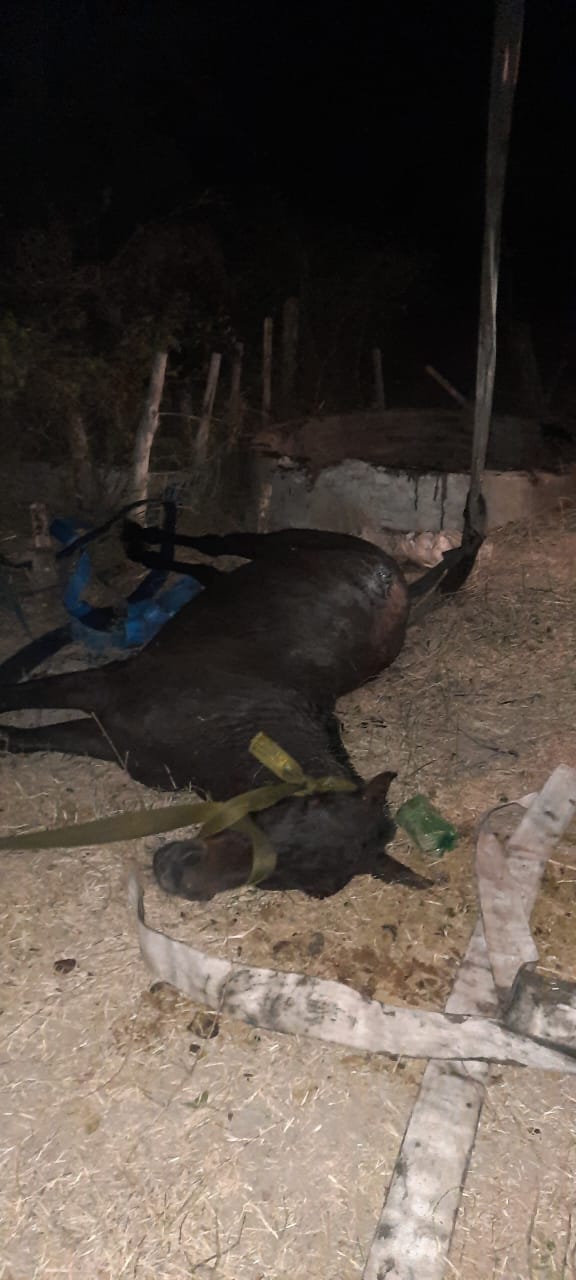Cnel. Du Graty: Rescataron a un caballo que cay&oacute; a un pozo de agua
