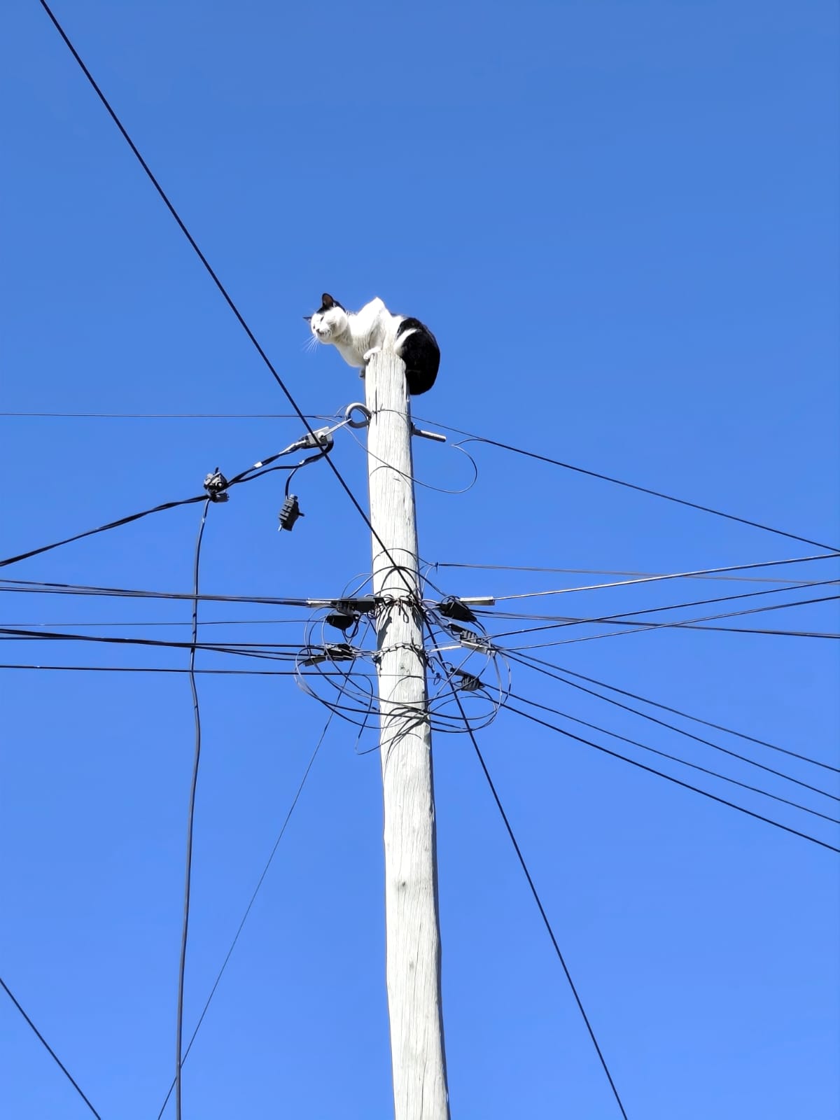 VILLA ÁNGELA: VECINA SOLICITÓ A LOS BOMBEROS RESCATAR A UN GATO DEL CABLEADO ELÉCTRICO 