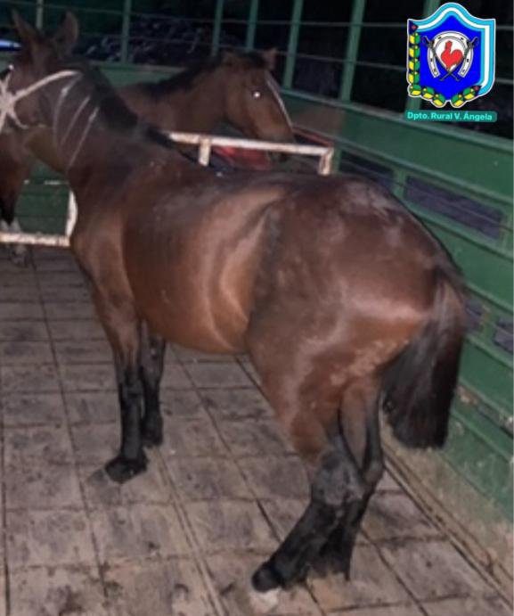 DEPARTAMENTO RURAL VILLA &Aacute;NGELA OPERATIVOS RURALES: SECUESTRAN ARMAS, EQUIPOS DE CAZA Y ANIMALES SUELTOS