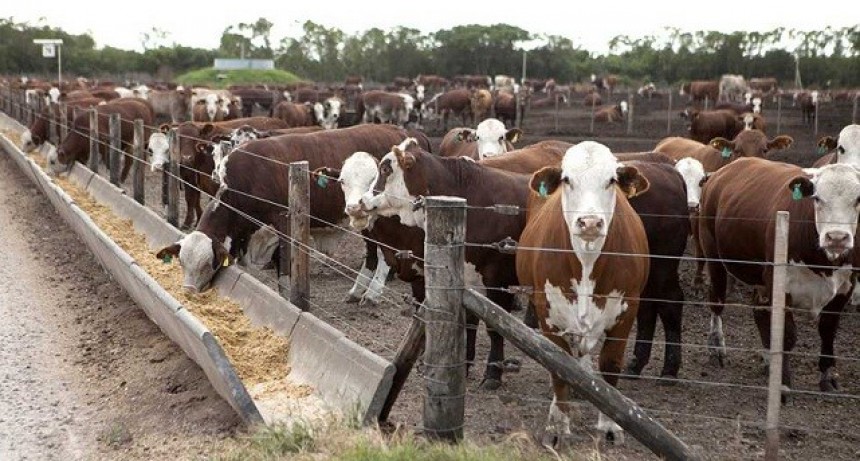 ARTICULACI&Oacute;N ENTRE INSTITUCIONES - Proyectan una normativa para el registro, habilitaci&oacute;n y monitoreo en establecimiento que realizan feedlot