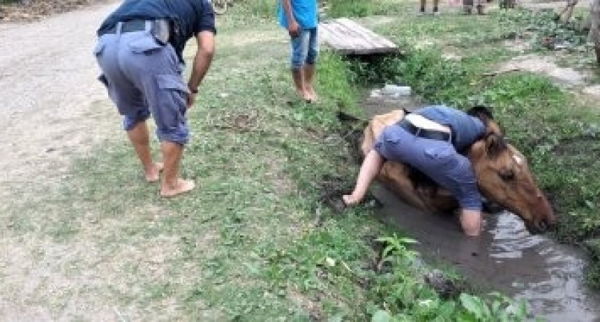 Machagai: RESCATARON A UNA YEGUA QUE CAY&Oacute; EN UNA CUNETA