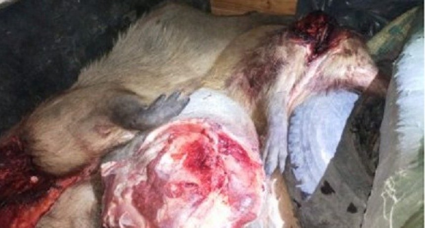 Villa &Aacute;ngela: Llevaban 150 kilos de Carne y los Demoraron