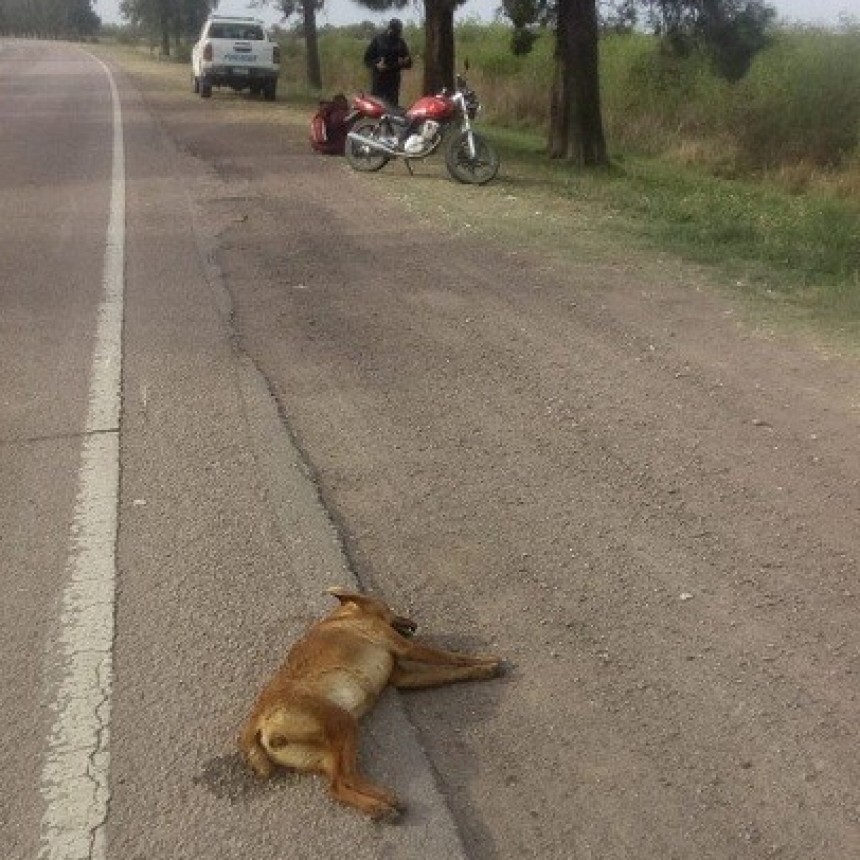 Coronel Du Graty: Un Motociclista Lesionado tras  colisionar con un Animal Canino en Ruta Nacional N&ordm; 95