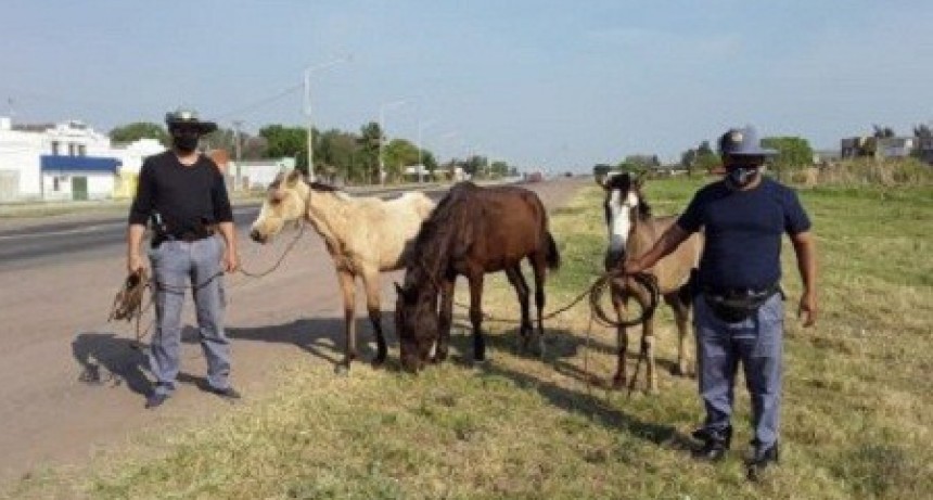  En Prevenci&oacute;n de Seguridad : Personal de la Polic&iacute;a Rural Secuestraron 28 Equinos  en la V&iacute;a P&uacute;blica en Toda la Provincia