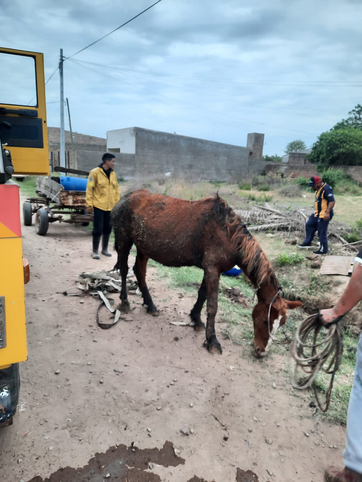 Villa &Aacute;ngela: Bomberos rescataron un caballo que se hab&iacute;a ca&iacute;do a un pozo