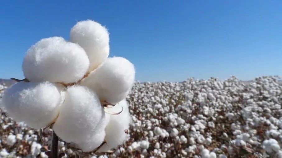 Ratifican que Chaco es la principal provincia productora de algodón