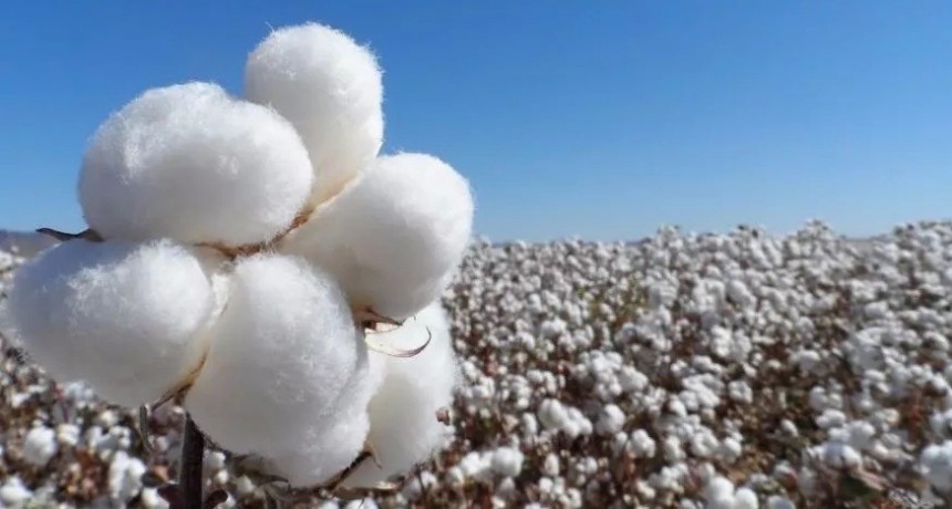 Ratifican que Chaco es la principal provincia productora de algod&oacute;n
