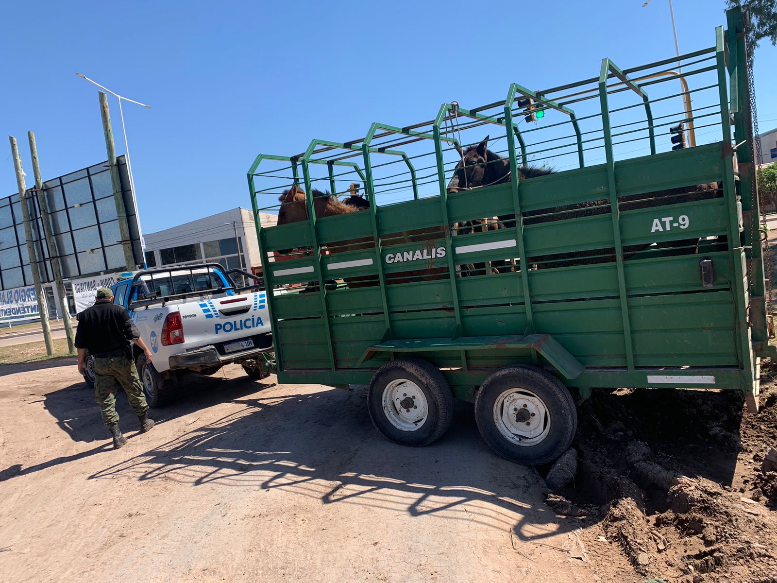 Villa &Aacute;ngela: SECUESTRARON VARIOS EQUINOS QUE SE ENCONTRABAN DEAMBULANDO EN LA CIUDAD