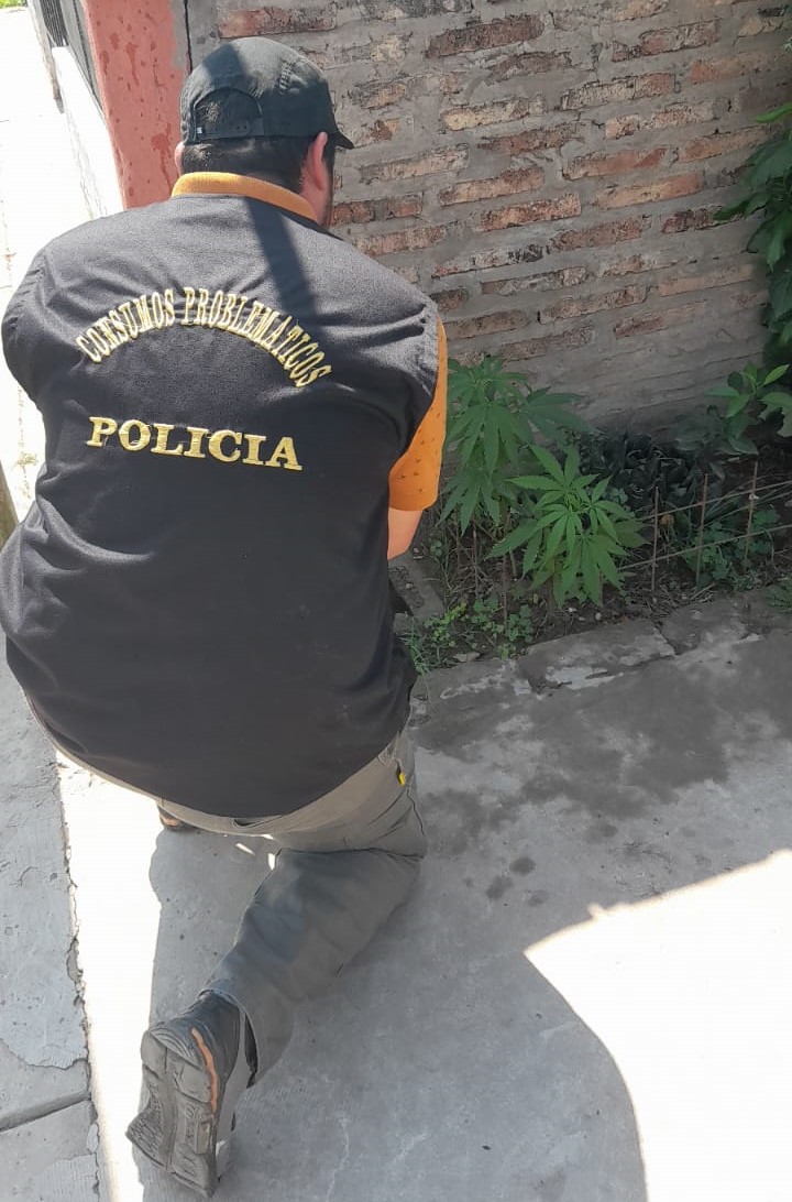 Villa &Aacute;ngela: UN ALLANAMIENTO POR ROBO TERMINA CON EL SECUESTRO DE 10 PLANTAS DE CANNABIS