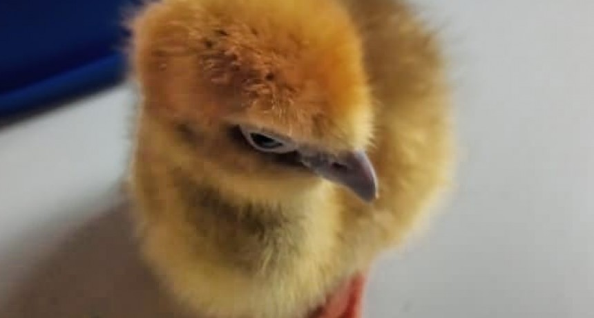 Colonia Juan José Paso: “ESTABLECIMIENTO LAS CUATRO HERMANAS”, NACIMIENTO DE UN PICHÓN DE CHAJÁ.