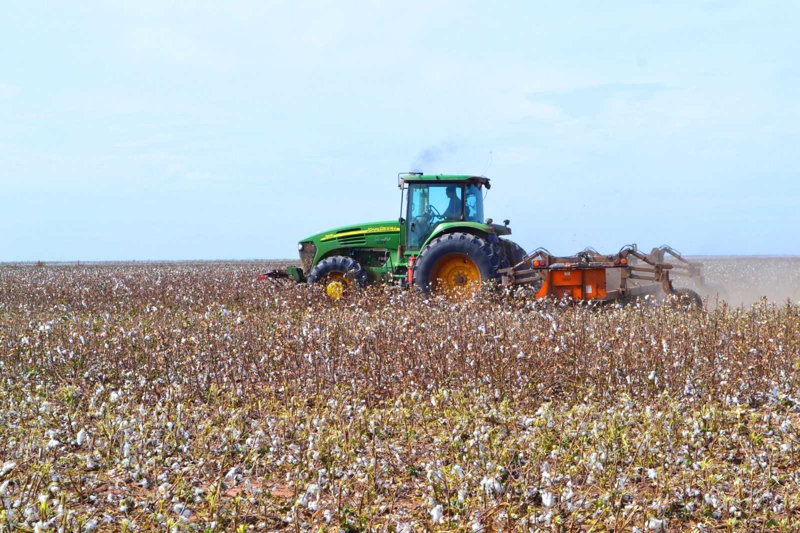 CHACO: PRODUCTORES ALGODONEROS DEBEN INSCRIBIRSE EN EL SIPACH, ANTES DEL 10 DE SEPTIEMBRE