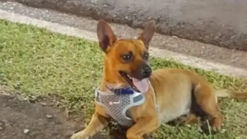 Corrientes: Hist&oacute;rica condena por crueldad animal: un m&eacute;dico fue condenado por matar de dos disparos a un perro