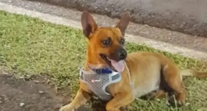 Corrientes: Hist&oacute;rica condena por crueldad animal: un m&eacute;dico fue condenado por matar de dos disparos a un perro