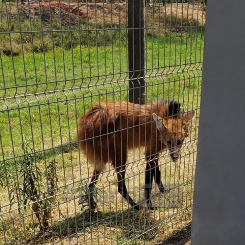 Un Aguar&aacute; Guaz&uacute; fue encontrado en los alrededores del Shopping: el resultado de los incendios