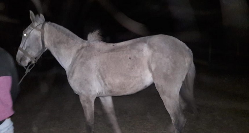 Villa &Aacute;ngela: DEJ&Oacute; ATADO SU CABALLO Y CUANDO SALI&Oacute; YA NO ESTABA