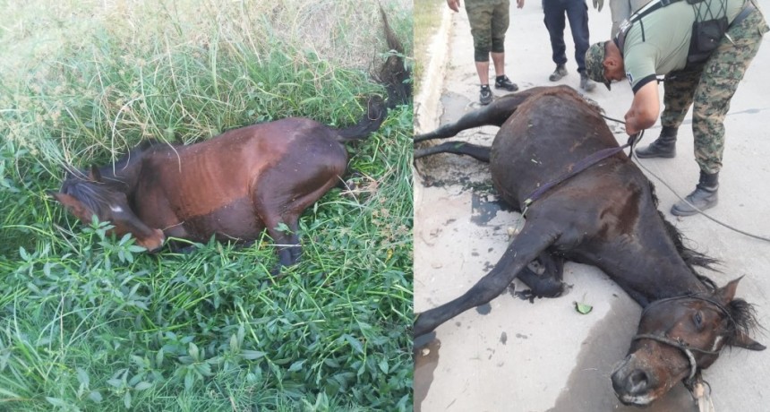 Villa &Aacute;ngela: PERSONAL POLICIAL RESCATARON UNA YEGUA ATASCADA EN UNA ALCANTARILLA