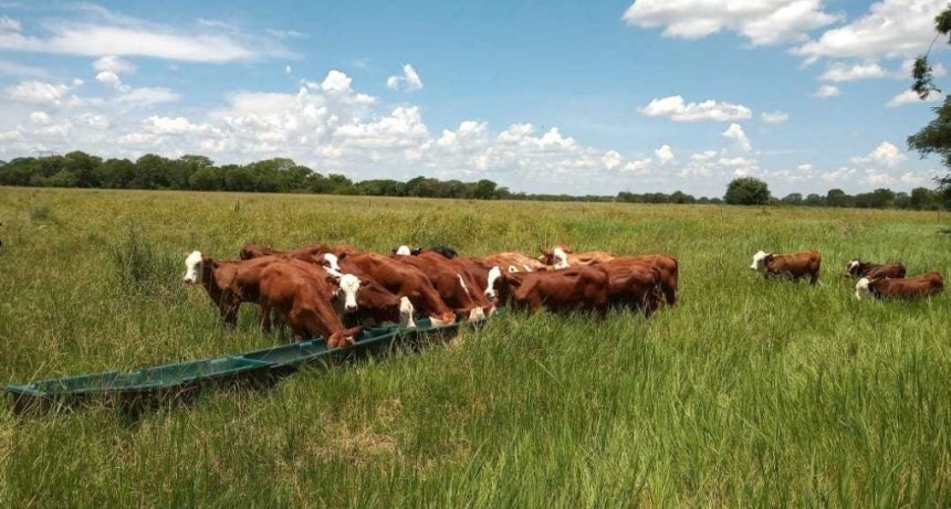 El INTA prepara la semana ganadera &ldquo;Potenciando la producci&oacute;n agropecuaria del norte argentino&rdquo;