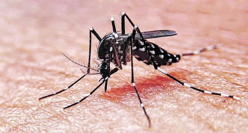 DENGUE | LA DIRECCI&Oacute;N DE ZONA SANITARIA N&deg; 1 ANTE LA LLEGADA DEL VERANO SOLICITA EL DESCACHARRADO Y ELIMINACI&Oacute;N DE POTABLES CRIADEROS DE DENGUE
