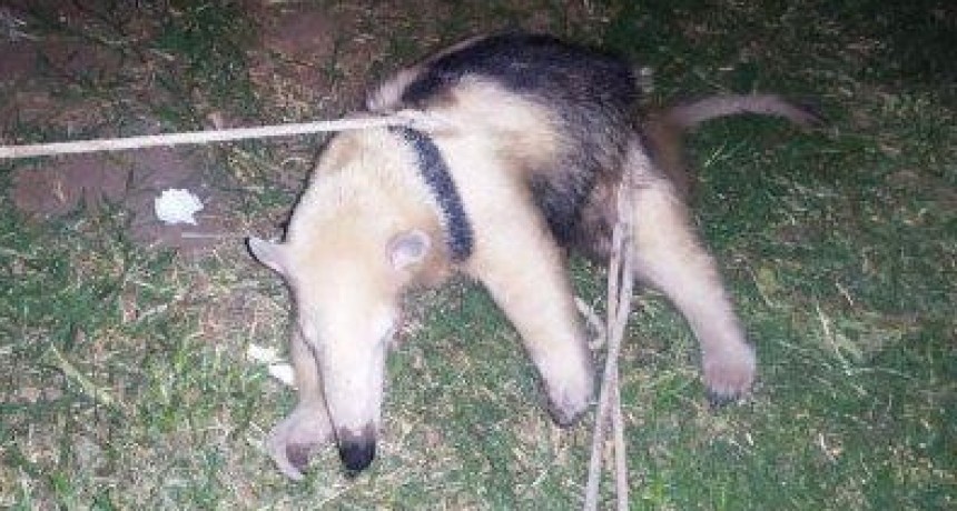 Rescataron a una osa melera que apareci&oacute; en el patio de una mujer