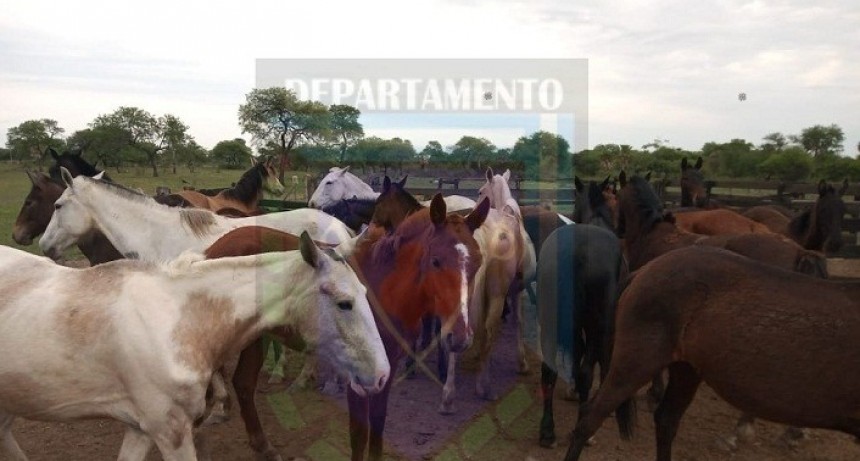 Villa &Aacute;ngela: Seguridad Rural  Secuestr&oacute; 24 Animales Sueltos sobre Ruta Provincial N&ordm;13