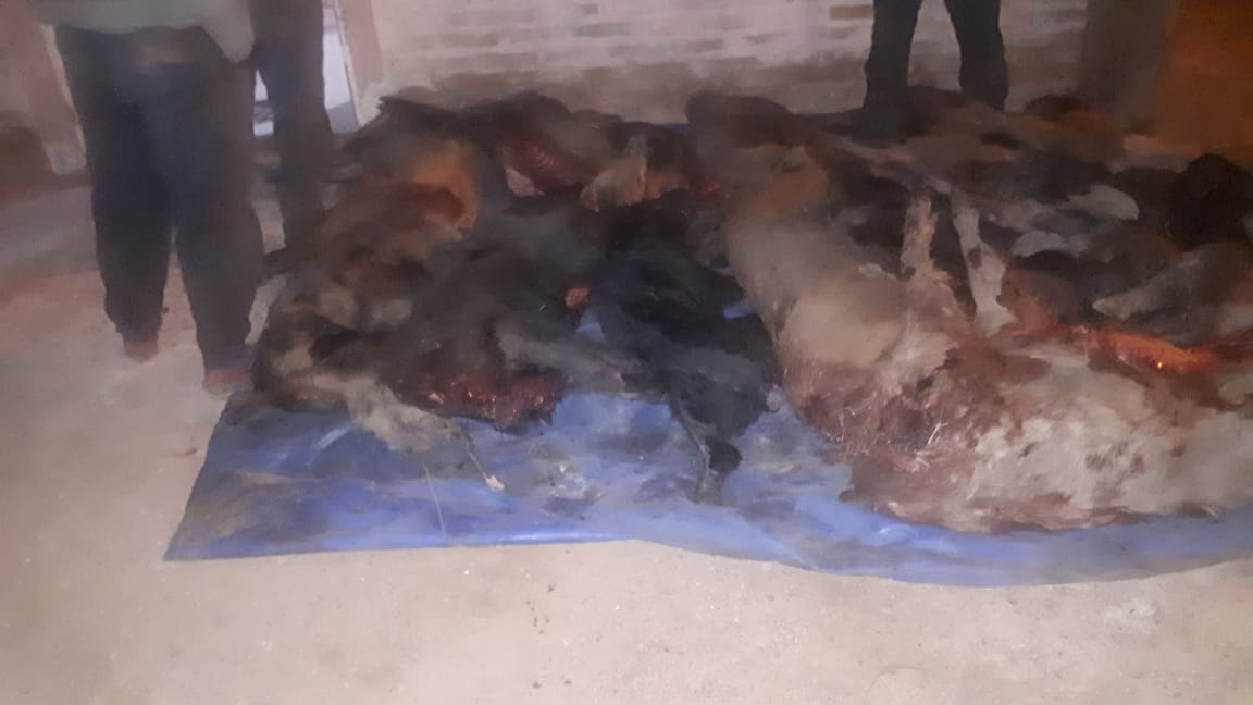 Villa &Aacute;ngela: Cuatro Masculinos fueron demorados por Transportar 14 Porcinos Faenados