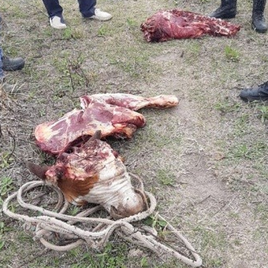 Paraje Tres Mojones: Tras tareas investigativas la Polic&iacute;a hall&oacute; una faena Clandestina en el Interior de un Campo 