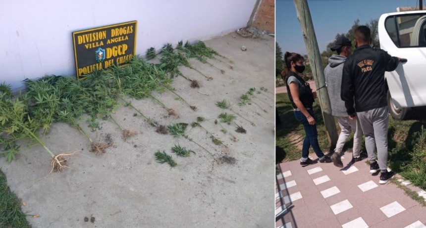 Villa &Aacute;ngela: DETIENEN A UN JOVEN DE 25 A&Ntilde;OS Y SECUESTRAN 22 PLANTAS DE MARUHUANA Y OTROS ELEMENTOS