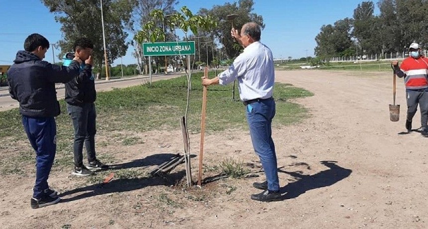 Villa &Aacute;ngela: El Municipio Contin&uacute;a con la Reforestaci&oacute;n 