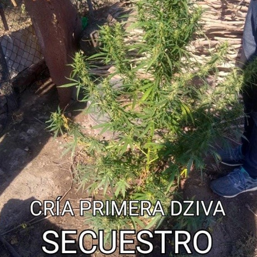Villa &Aacute;ngela: Alertados por los Vecinos Logran el Secuestro de una Planta de Marihuana