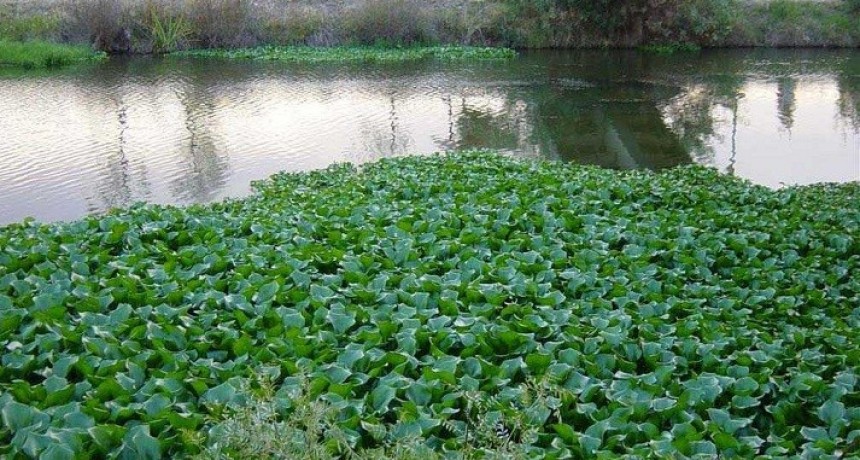 ESTUDIO DE INGENIEROS DE LA UNNE: Proponen generar biog&aacute;s utilizando camalotes de las lagunas de Resistencia