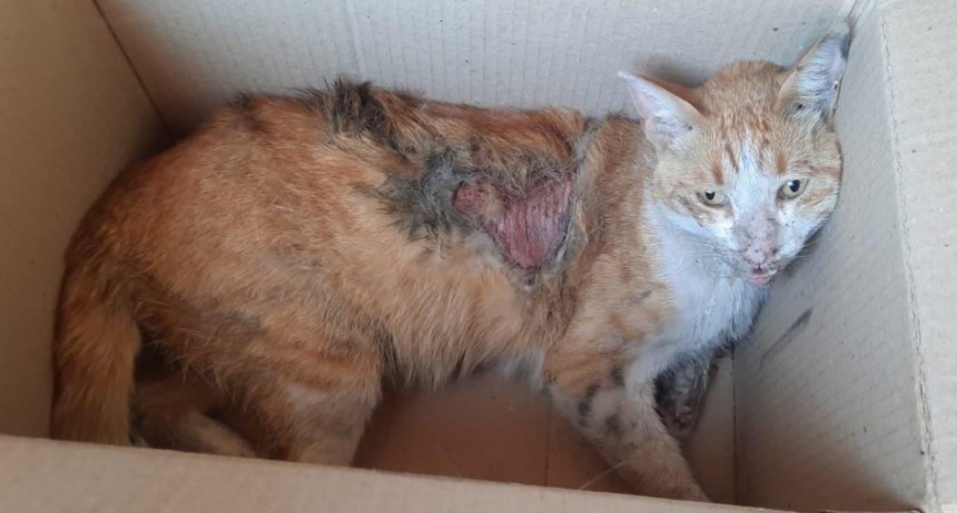 Villa &Aacute;ngela: UN GATO QUED&Oacute; ATRAPADO EN EL MOTOR DE UN AUTO, SUFRI&Oacute; QUEMADURAS
