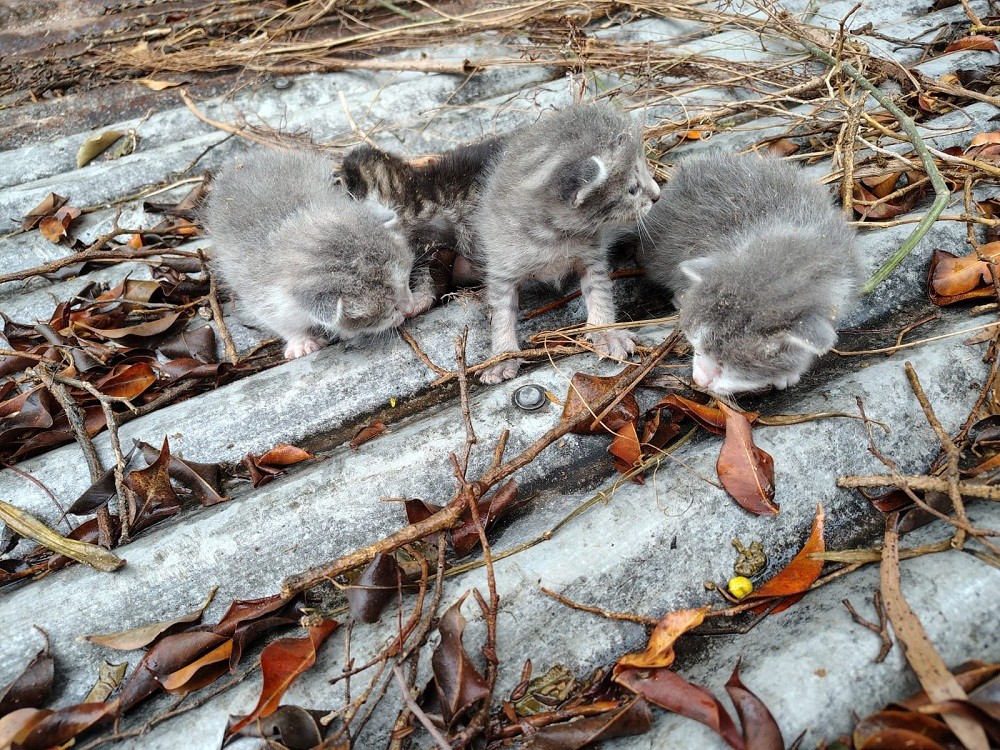 Villa Ángela: Bomberos rescatan cuatro gatos que se hallaban atrapados en una medianera