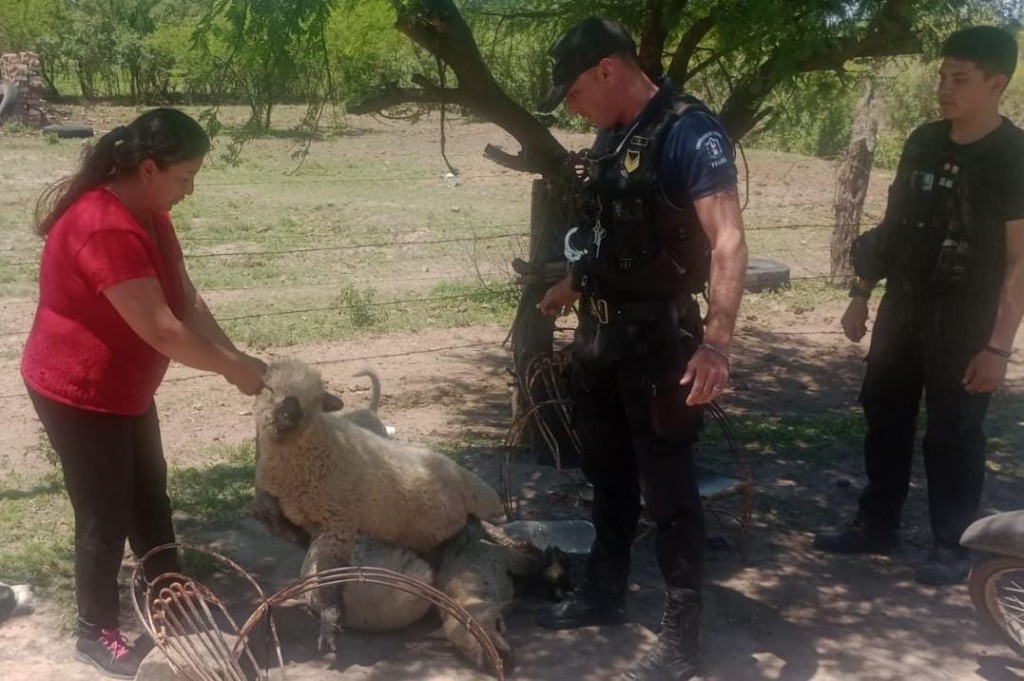 Coronel Du Graty: Aprehenden a un ciudadano por robarle tres ovinos a su vecina