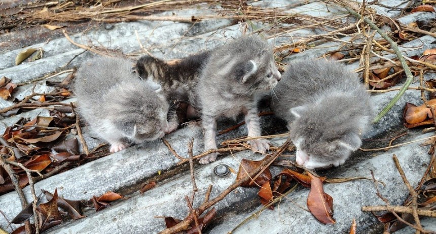Villa &Aacute;ngela: Bomberos rescatan cuatro gatos que se hallaban atrapados en una medianera