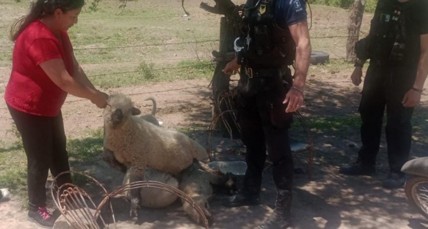 Coronel Du Graty: Aprehenden a un ciudadano por robarle tres ovinos a su vecina