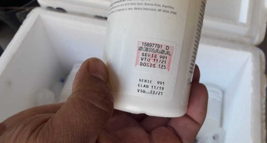 Vacunas antiaftosa gratuita para peque&ntilde;os productores chaque&ntilde;os