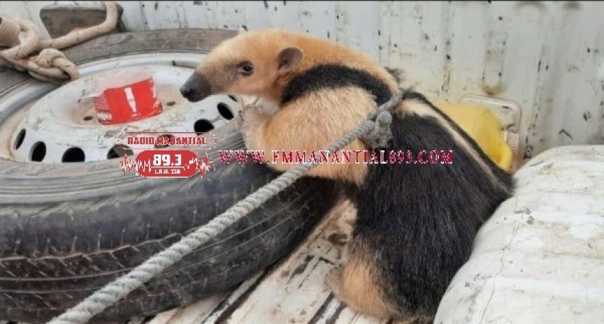El Pastoril: UN OSO MELERO APARECI&Oacute; ARRIBA DE UN ARBOL Y LO DEVUELVEN A SU H&Aacute;BITAT NATURAL