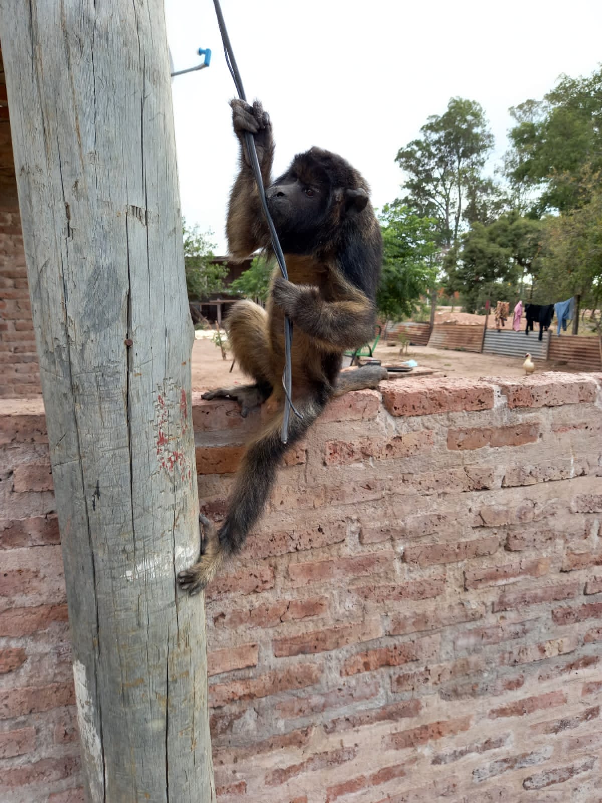 San Bernardo: TENIA UN MONO DE MASCOTA HACE CINCO A&Ntilde;OS, LOS EFECTIVOS LO LLEVARON A SU HABITAT